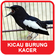 Kacer Bird Sounds