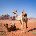 Cover Image of डाउनलोड Camel Pictures 1.0.0 APK