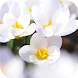 White Petals. Super Wallpapers - Androidアプリ