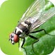 Insect Wallpapers - Androidアプリ