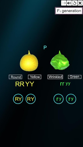 Dihybrid cross Screen 3