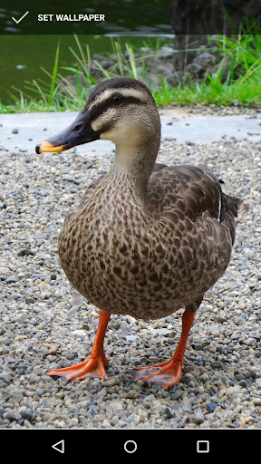 Duck Wallpapers Screen 3