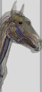 3D Horse Anatomy