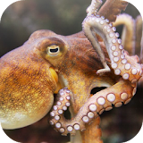 Octopus wallpaper icon