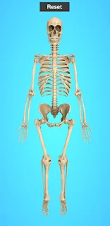 Skeleton View - 3d screenshot 2