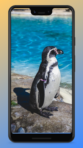 Penguin Wallpapers HD Offline