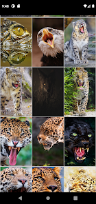 Imágen 5 Fondos de animales depredadore android