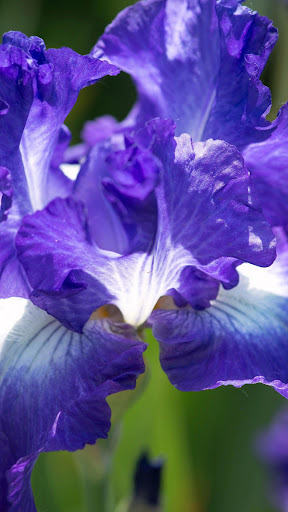 Android application Iris Wallpapers screenshort