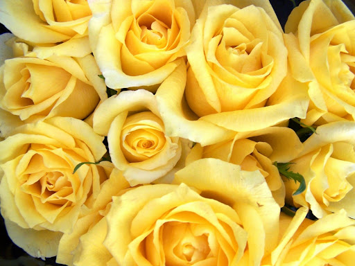 Android application Yellow Wallpapers screenshort