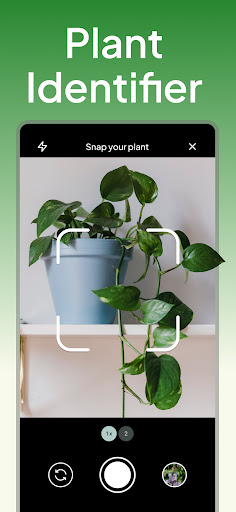 Plant Identification and Disease
