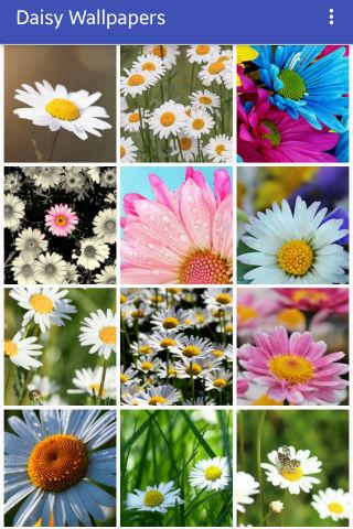 Daisy Wallpapers Screen 2