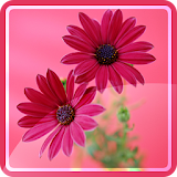 Flower Backgrounds Wallpapers icon