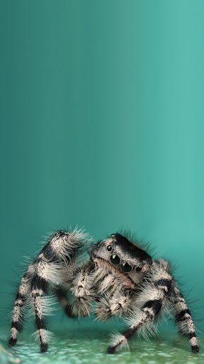 Spider Wallpaper Screen 3