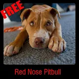 Red Nose Pitbull icon