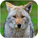 Coyote Sounds icon