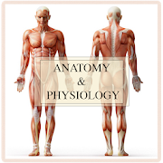 Anatomy And Physiology  Icon