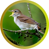 Nightingale Song icon