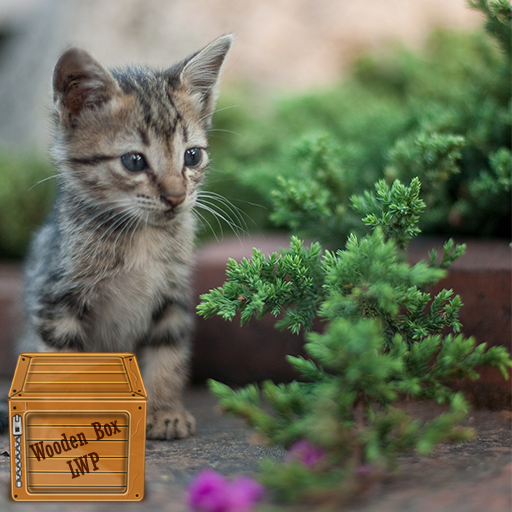 kitten video wallpaper for  Android – Latest Version & Features app icon