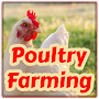 Poultry Farming - Chicken Farm - Chicken Egg Farm