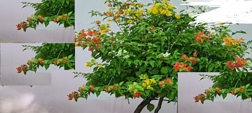 hoa giấy Zapchi Screen 2