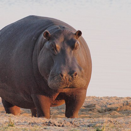 Hippo sounds logo