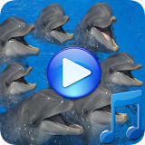 Dolphins songs to sleep icon
