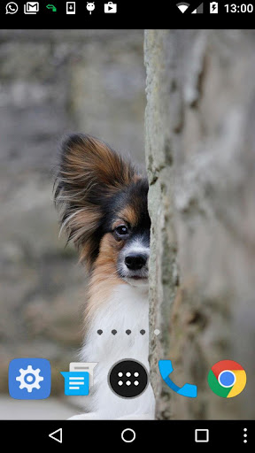 papillon dog wallpaper Screen 2