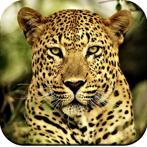 Cheetah Wallpaper 4K logo