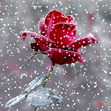 Snow Rose - Live Wallpaper icon