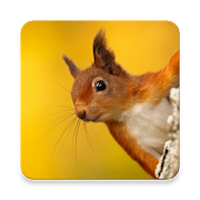 Top 39 Music & Audio Apps Like Squirrel Call Sound Collections ~ Sclip.app - Best Alternatives