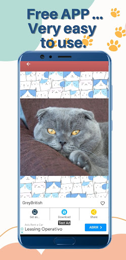 Cute Cats Wallpaper Screen 2