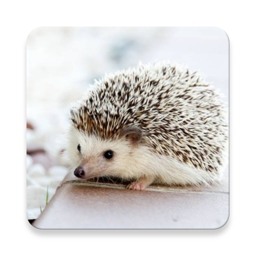 動物図鑑 Apps En Google Play