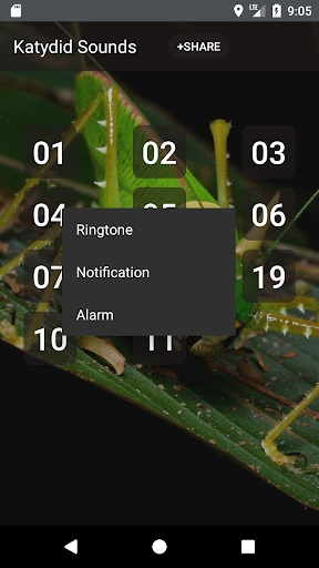 Katydid sounds Screen 2