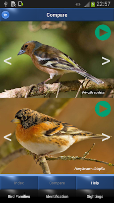 Bird Id - British Birdsのおすすめ画像4