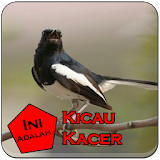 Kicau Kacer Gacors icon