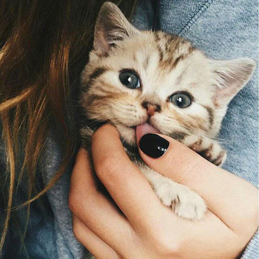 Android application Cute Kittens screenshort