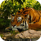 Tiger Live Wallpaper 4K icon