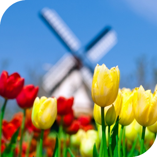 Tulips Live Wallpaper logo