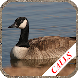 Goose hunting Calls icon