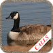 Goose hunting Calls - Androidアプリ