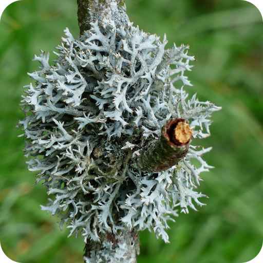 Lichens  Icon