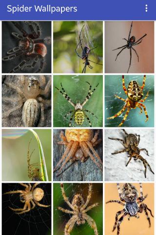 Spider Wallpapers Screen 2