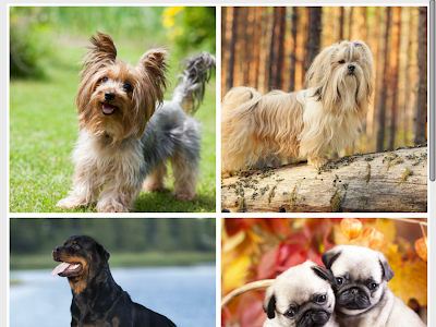 25 ++ 動物 壁紙 無料 148953