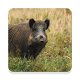 Wild Boar Sound Collections ~ Sclip.app Download on Windows