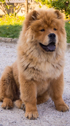Chow Chow Wallpapers