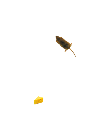 Mouse simulator: game for cat 1