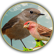 Song of the Birds  Icon