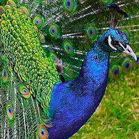 Peacock Wallpaper