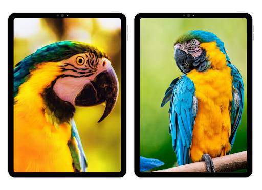 Parrot Wallpapers