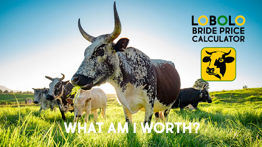 معاينة التطبيق